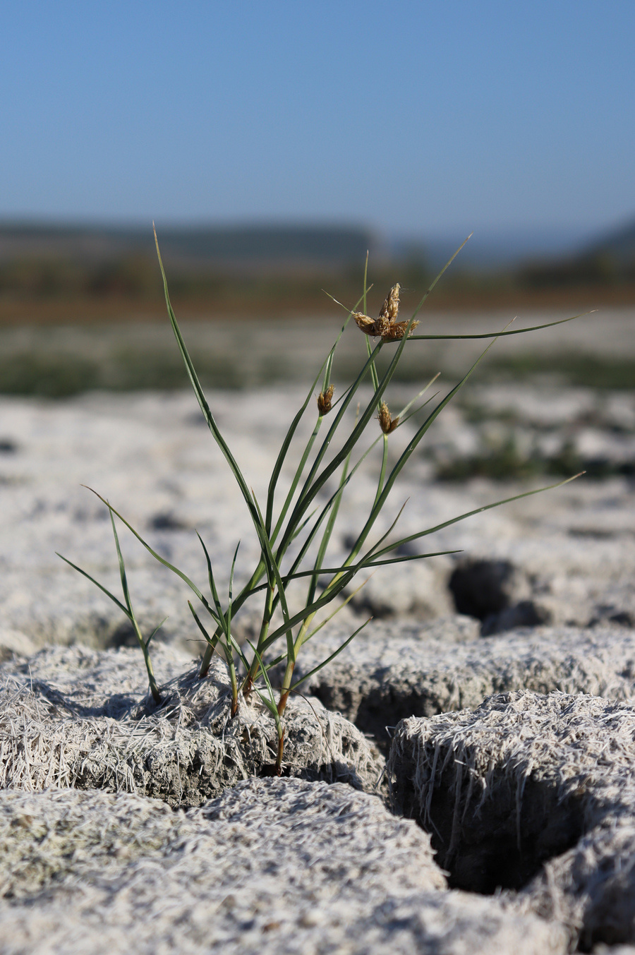 Image of genus Bolboschoenus specimen.