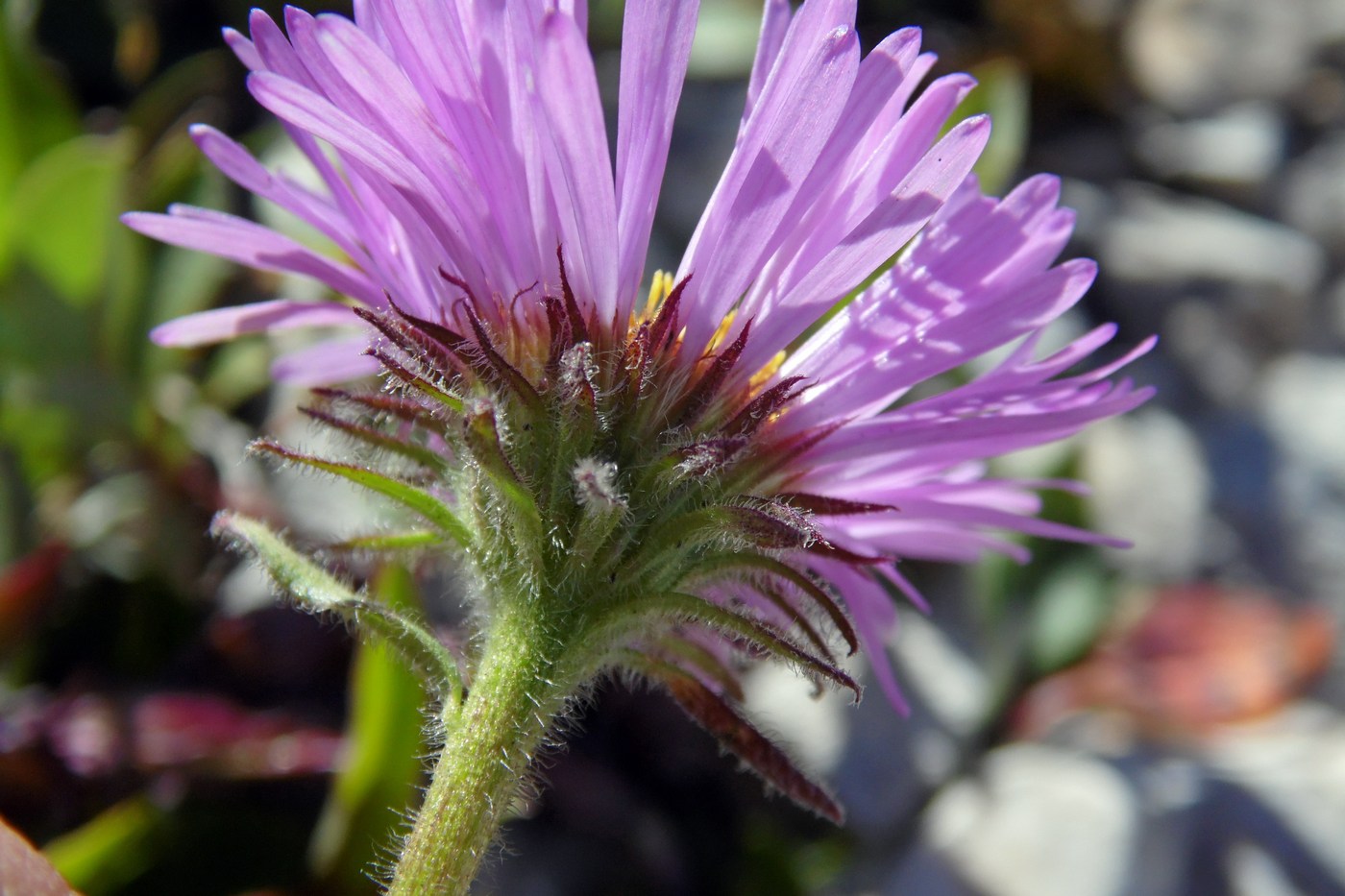 Image of Erigeron venustus specimen.