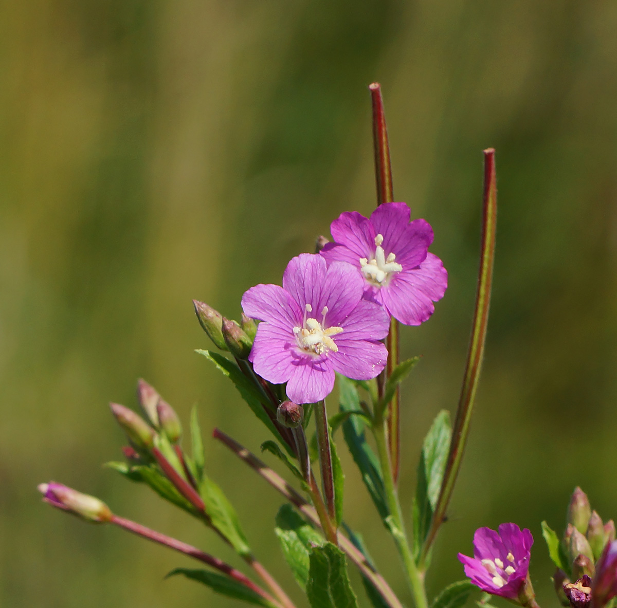 Изображение особи Epilobium hirsutum.