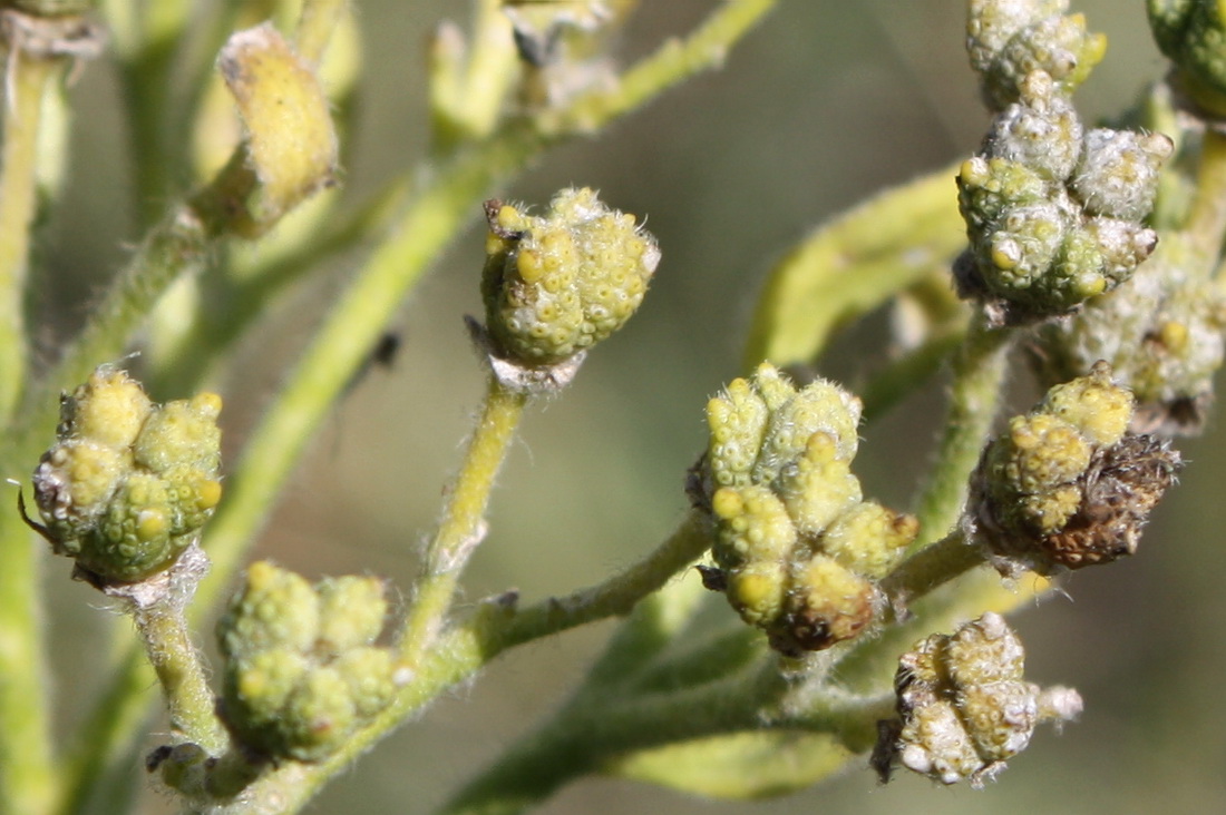 Image of Haplophyllum suaveolens specimen.