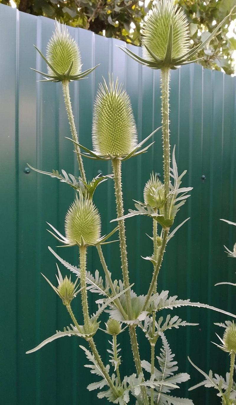 Изображение особи Dipsacus laciniatus.