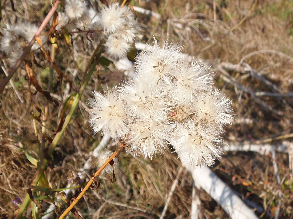 Image of Tripolium pannonicum specimen.