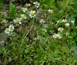 Bellium bellidioides