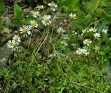 Bellium bellidioides