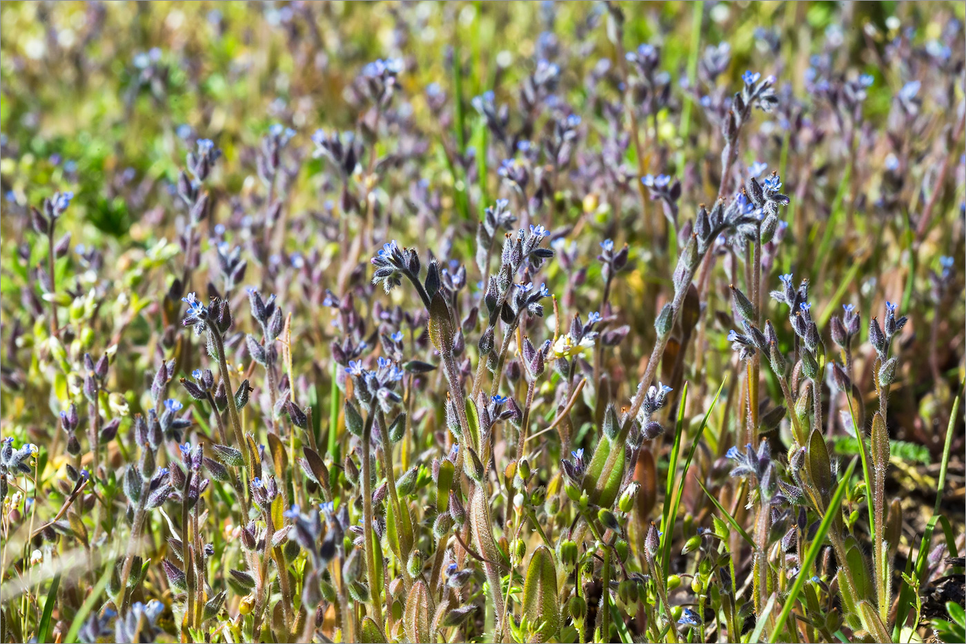 Изображение особи Myosotis micrantha.