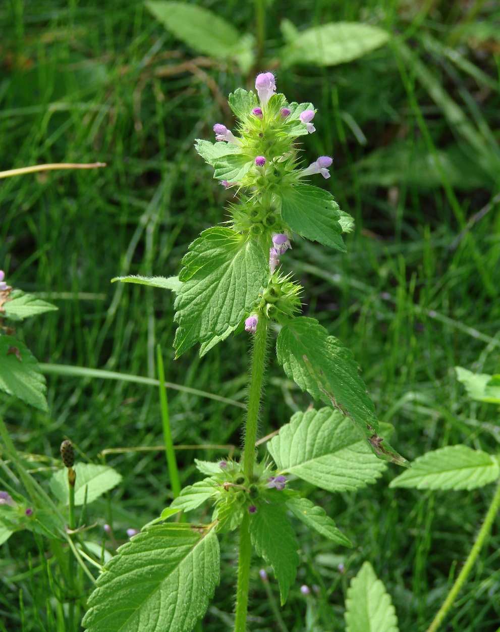 Изображение особи Galeopsis bifida.