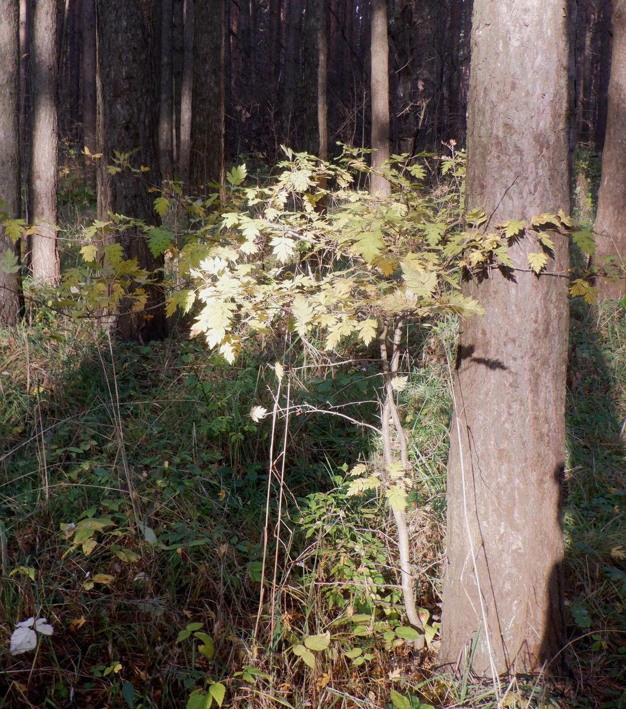 Изображение особи род Crataegus.