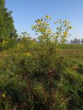 Senecio erucifolius