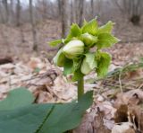 Helleborus caucasicus