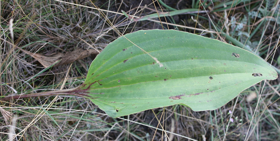 Image of Plantago cornuti specimen.