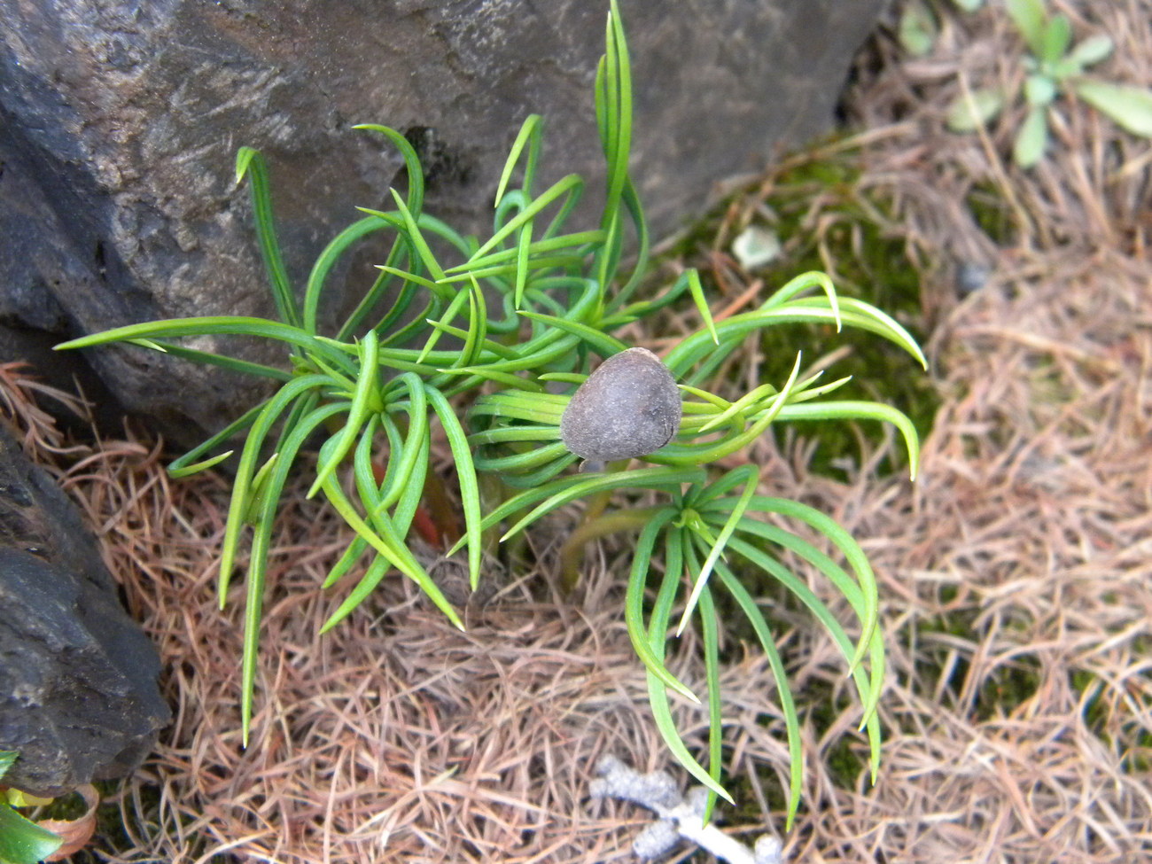 Изображение особи Pinus sibirica.