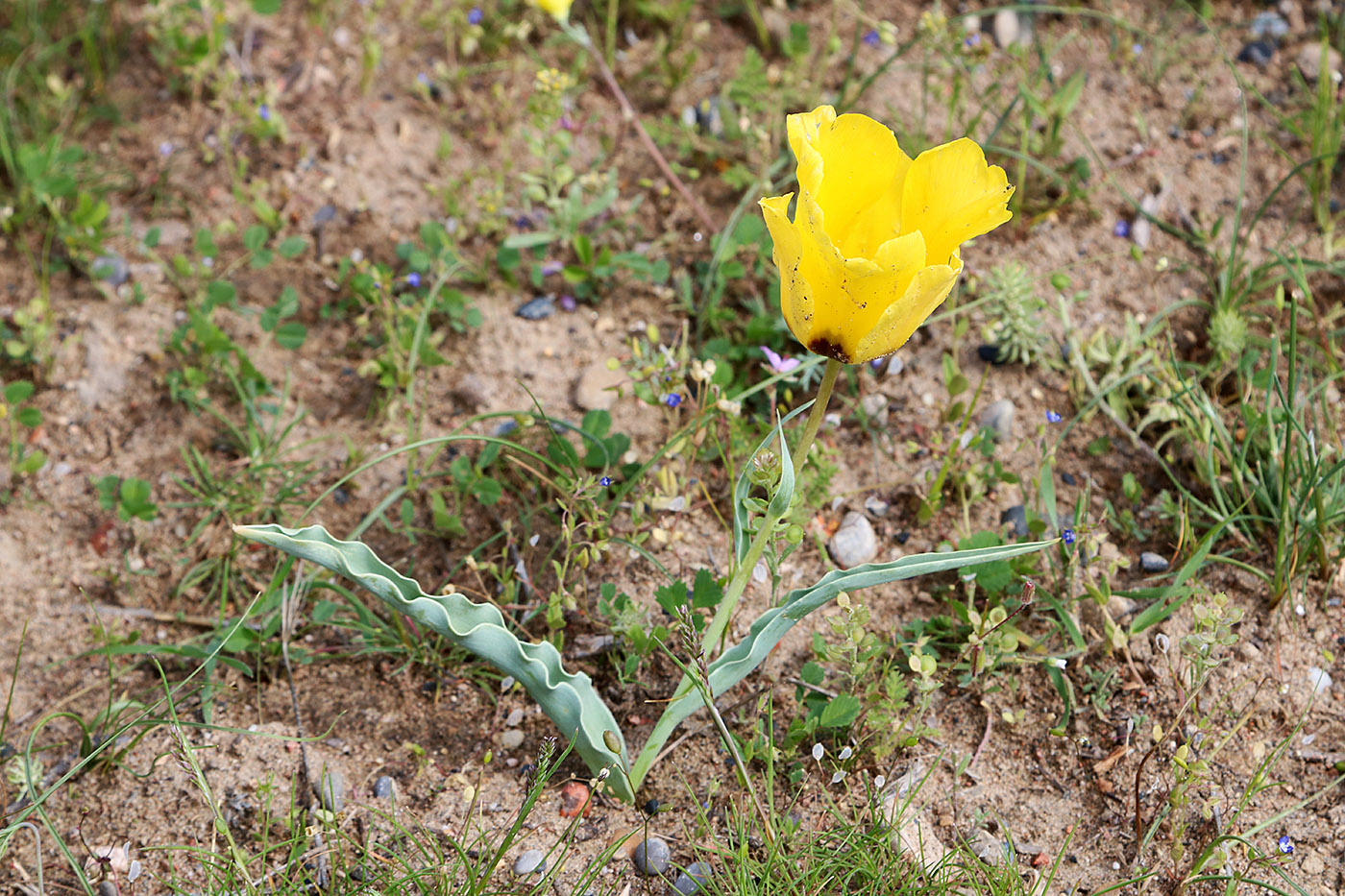 Изображение особи Tulipa borszczowii.