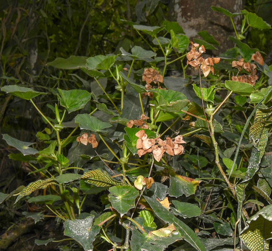 Image of genus Begonia specimen.