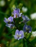 Astragalus austriacus