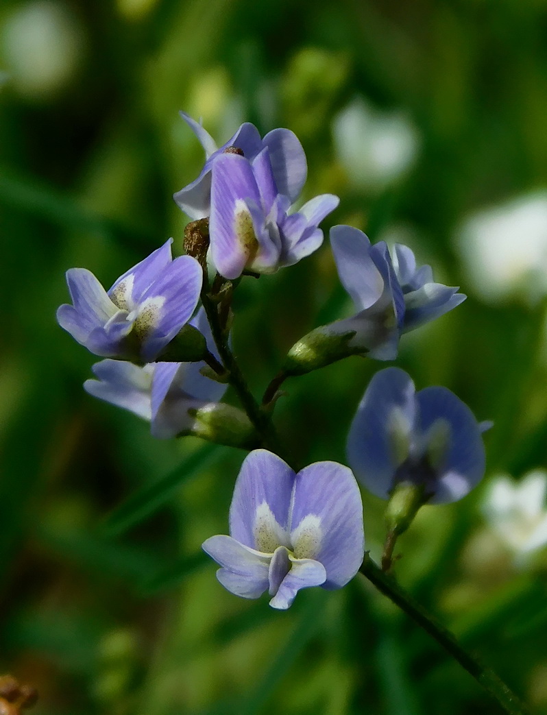 Изображение особи Astragalus austriacus.