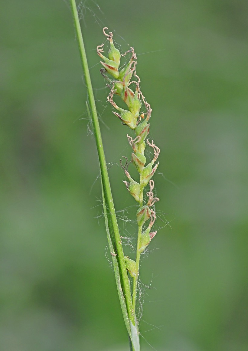 Изображение особи Carex pilosa.