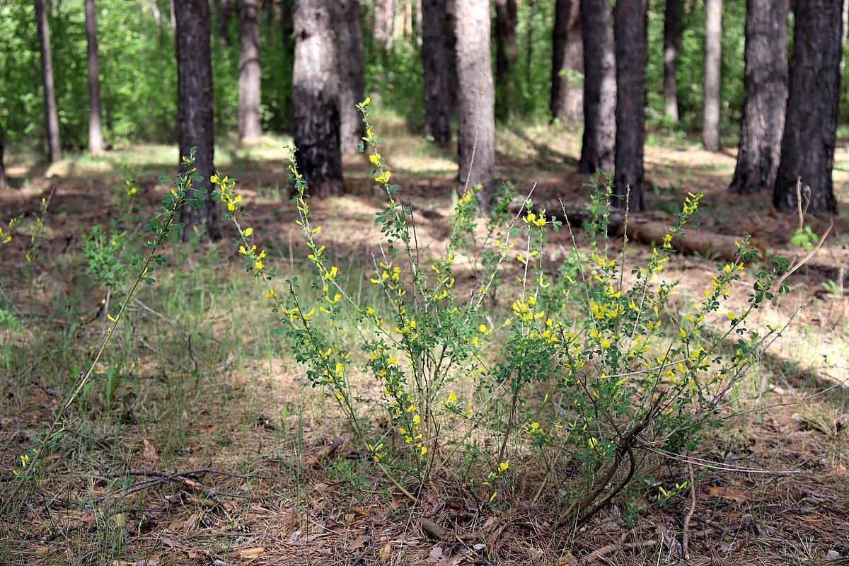 Изображение особи Chamaecytisus ruthenicus.