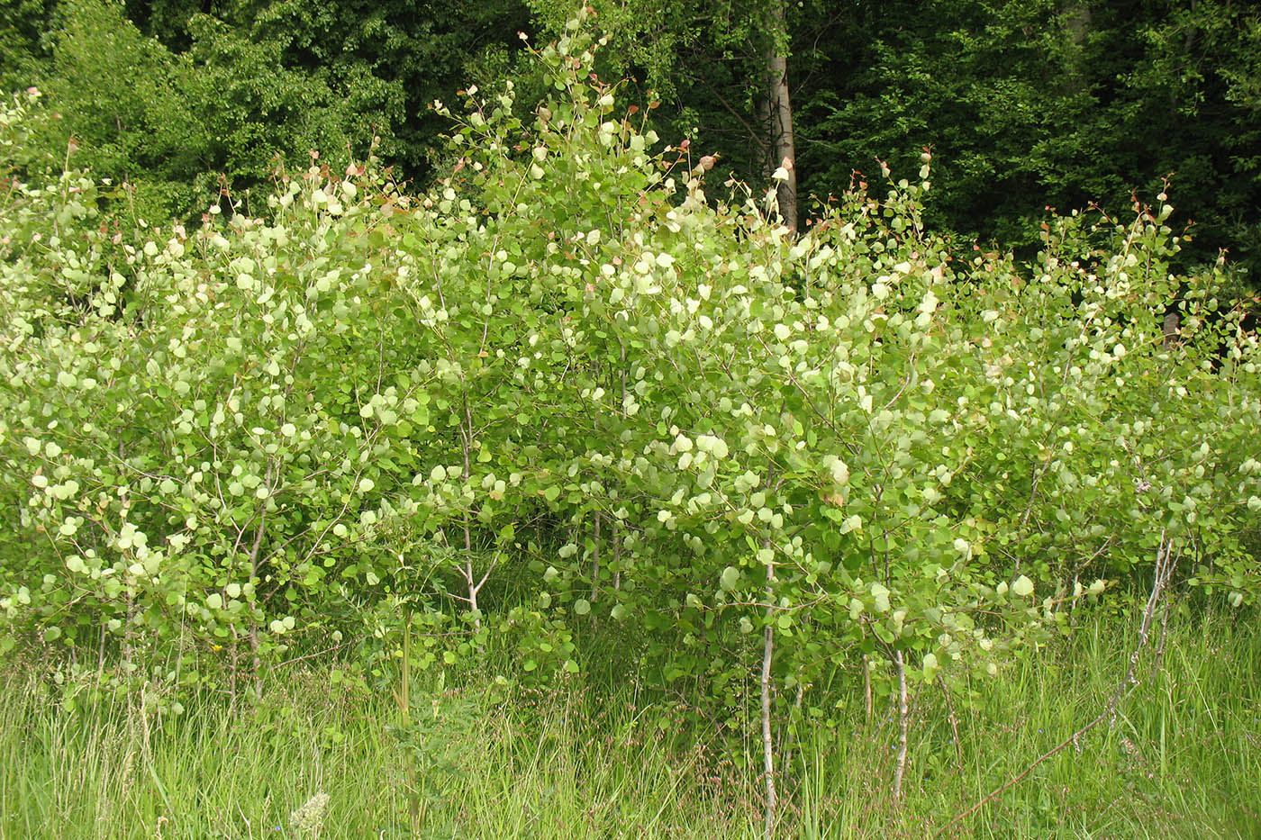Изображение особи Populus tremula.