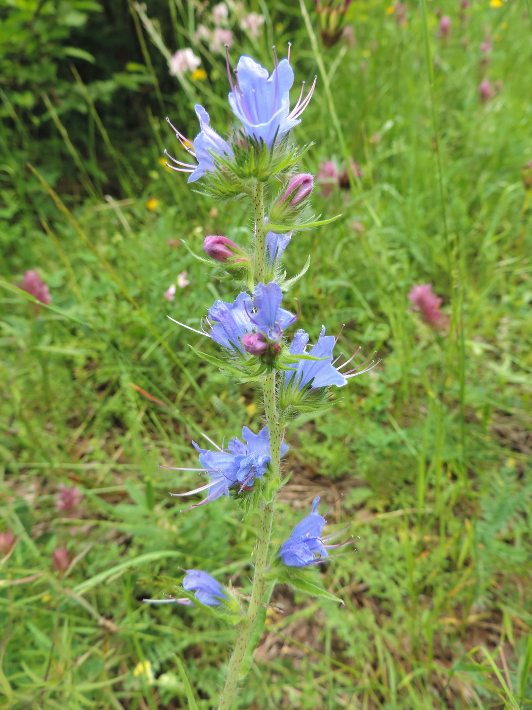 Image of Echium vulgare specimen.