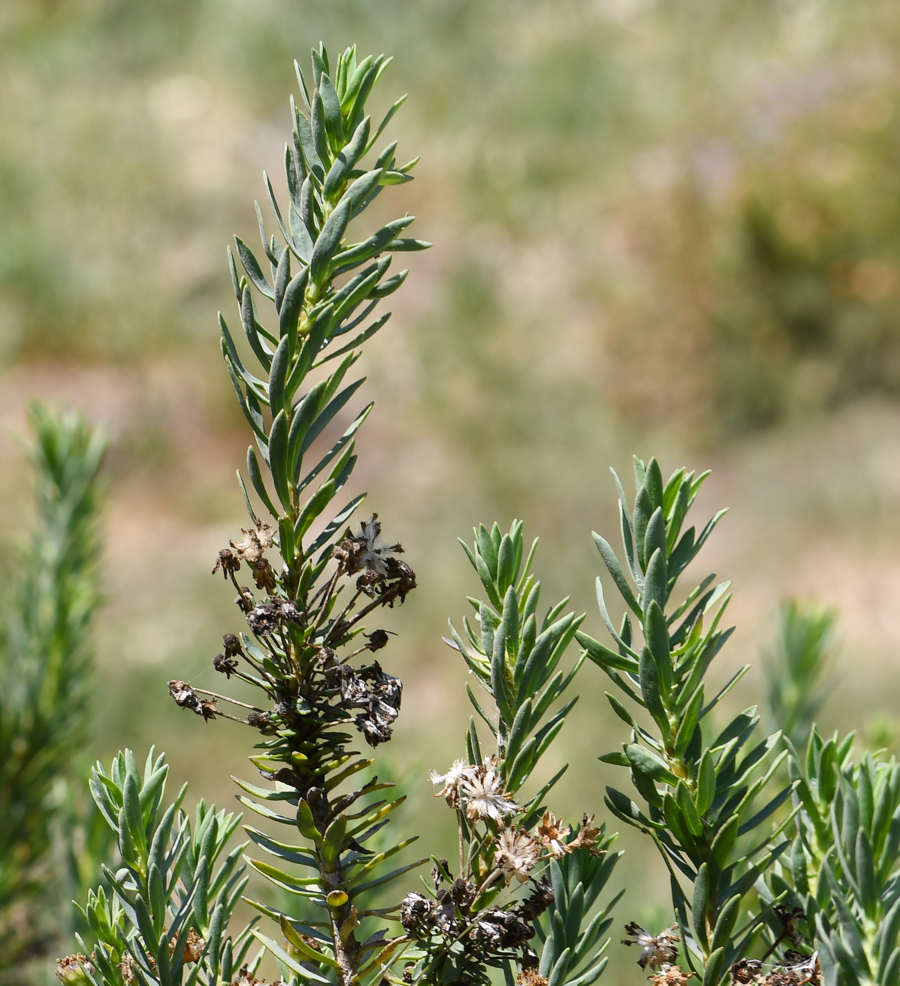 Image of Euryops lateriflorus specimen.