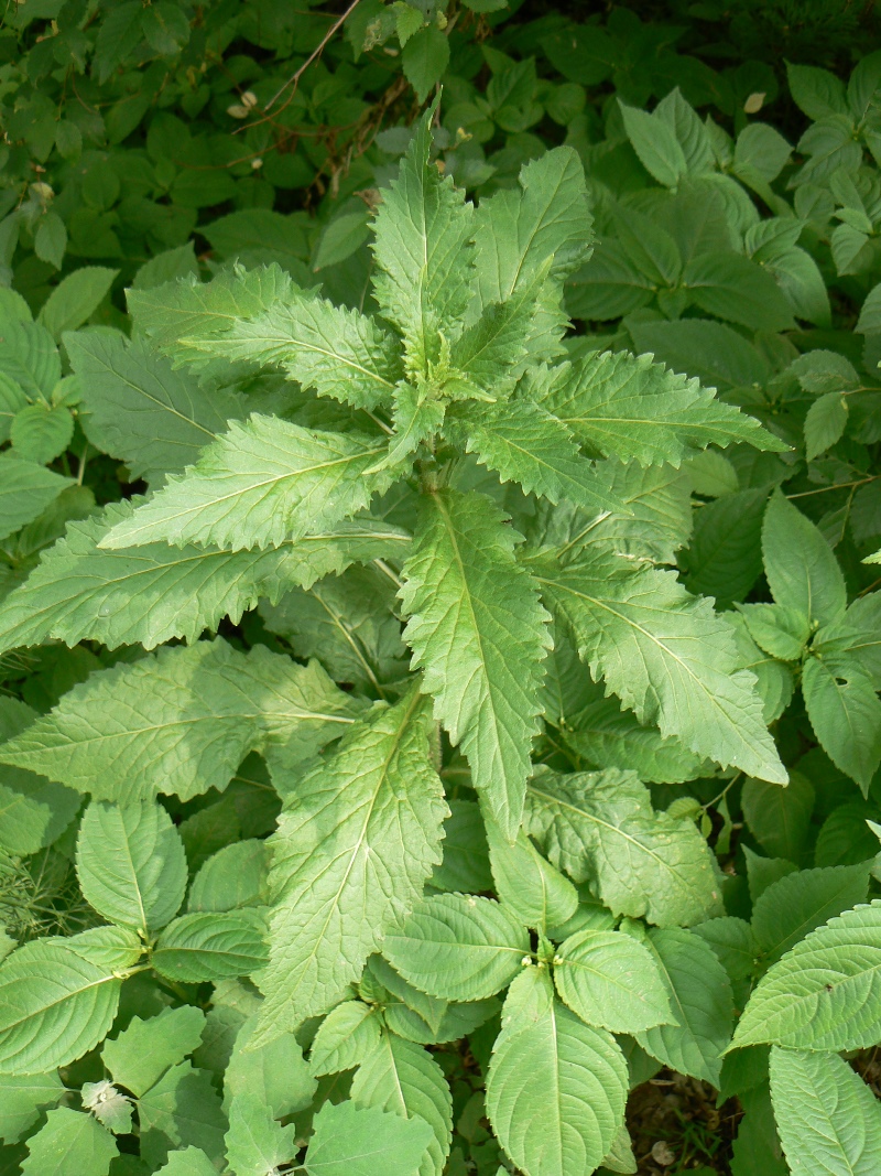 Image of Arabis pendula specimen.