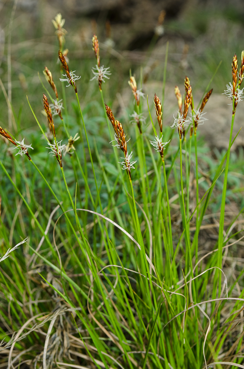 Изображение особи род Carex.