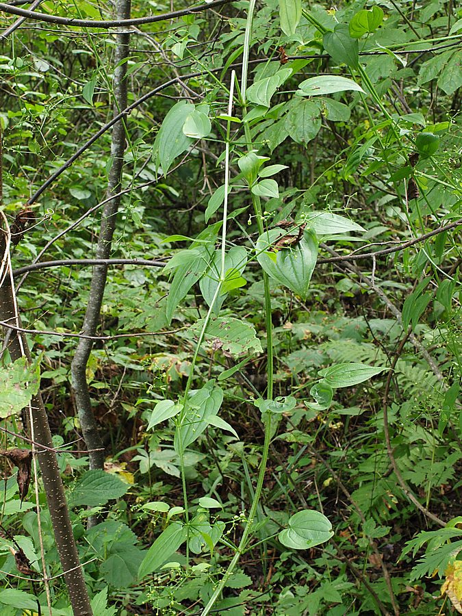 Image of Rubia cordifolia specimen.