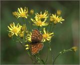 genus Senecio. Соцветия на верхушке растения и кормящаяся бабочка-шашечница. Владимирская обл., Сулогодский р-н, окр. дер Митино. 04.07.2021.