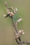 Thymus pulchellus. Часть сухого соплодия с осыпавшимися плодами. Краснодарский край, Мостовской р-н, окр. пгт Псебай, хр. Герпегем, ≈ 900 м н.у.м., горный луг. 19.08.2021.