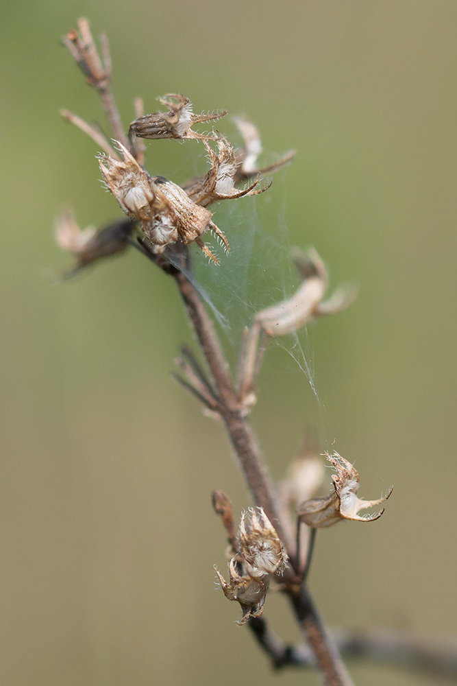 Image of Thymus pulchellus specimen.