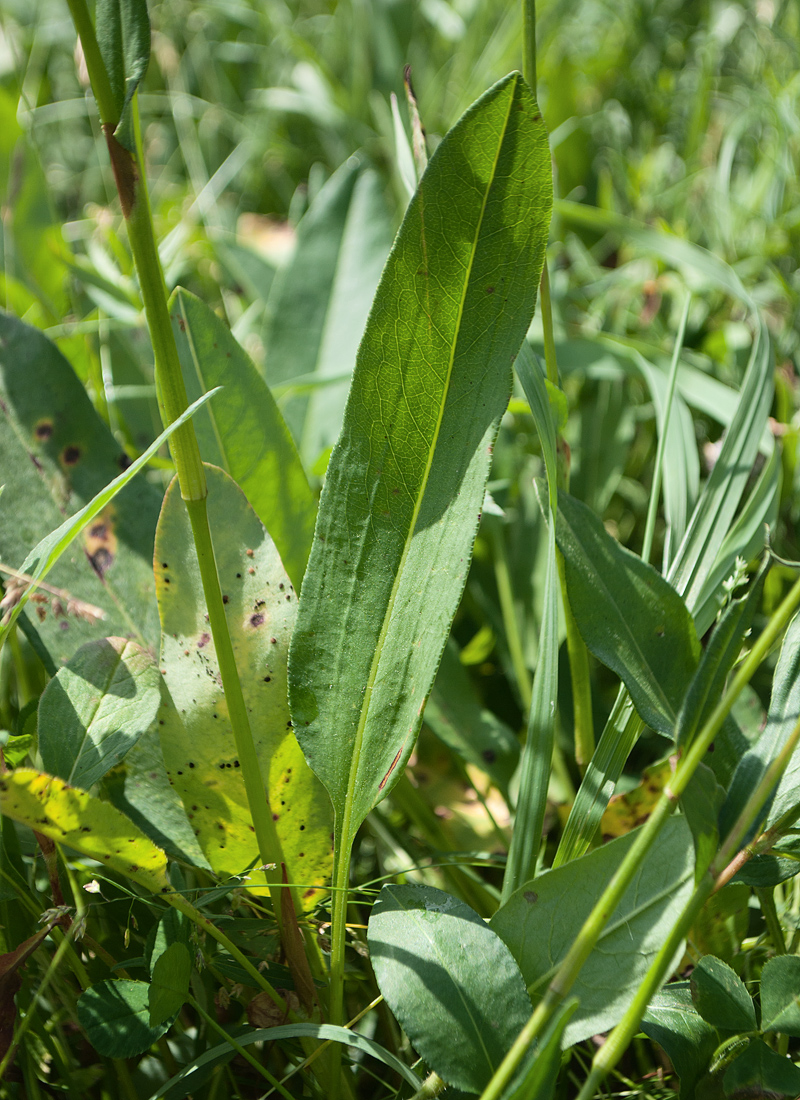 Изображение особи Bistorta elliptica.