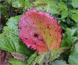 Bergenia crassifolia