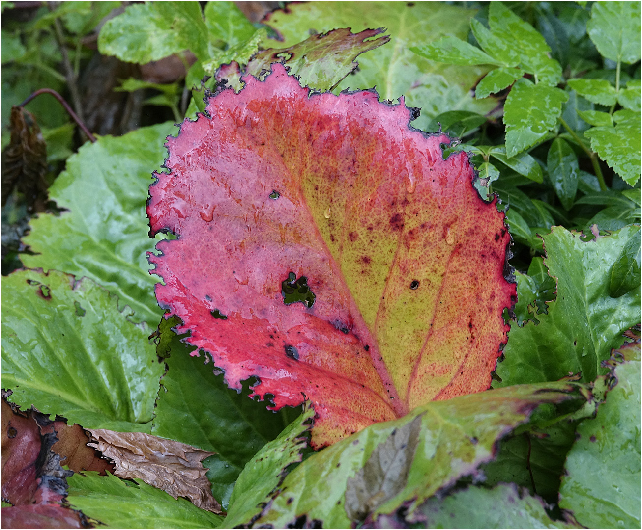 Image of Bergenia crassifolia specimen.