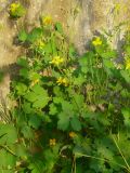 Chelidonium majus