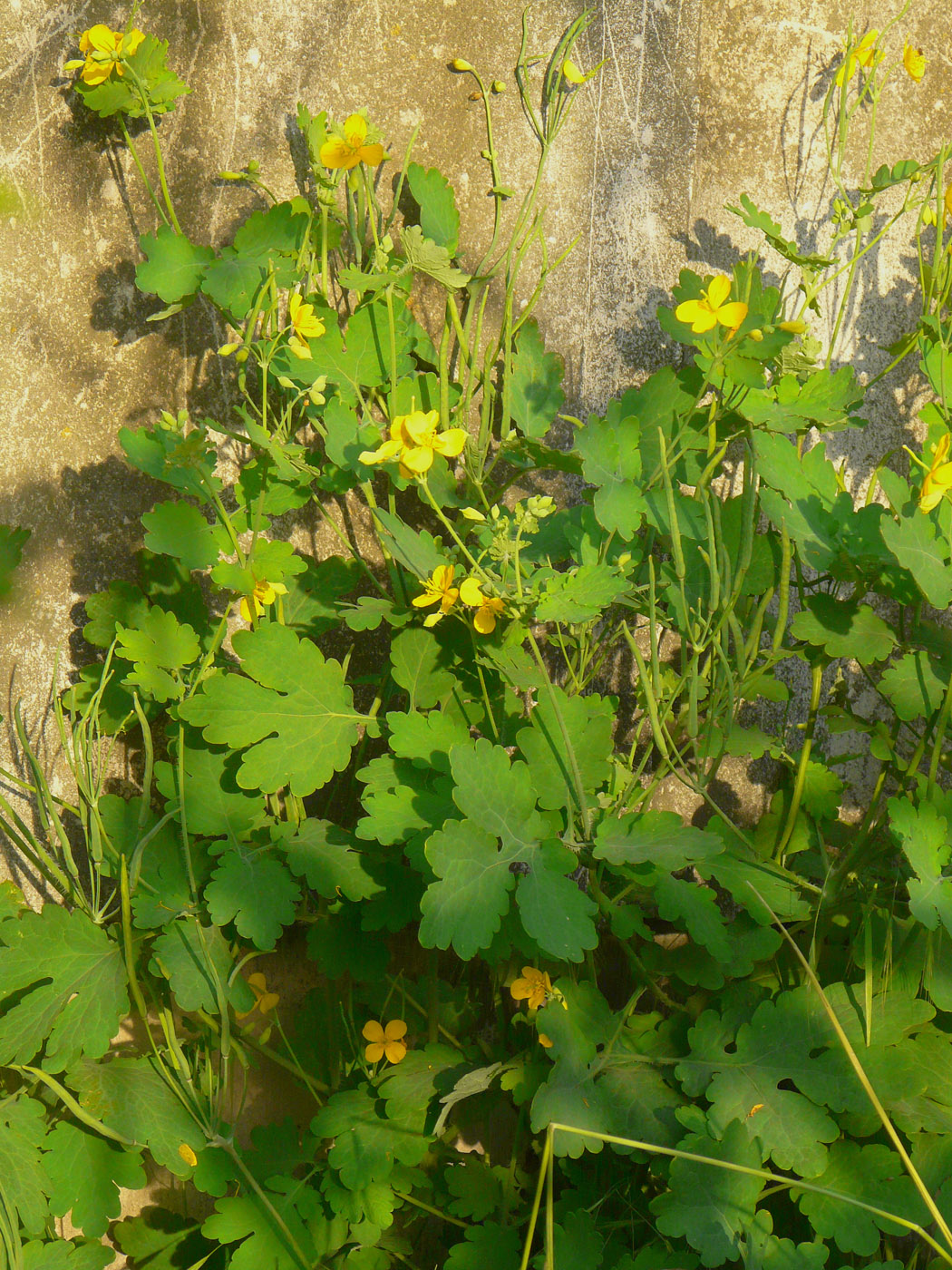 Image of Chelidonium majus specimen.