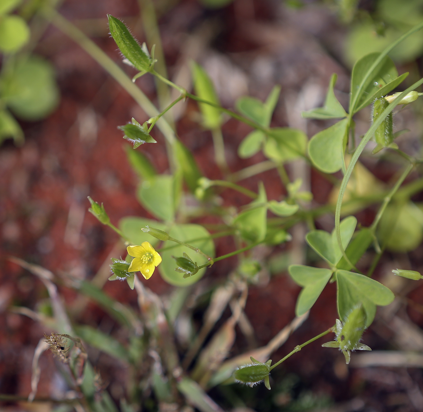 Изображение особи Oxalis stricta.