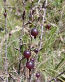 Grossularia reclinata