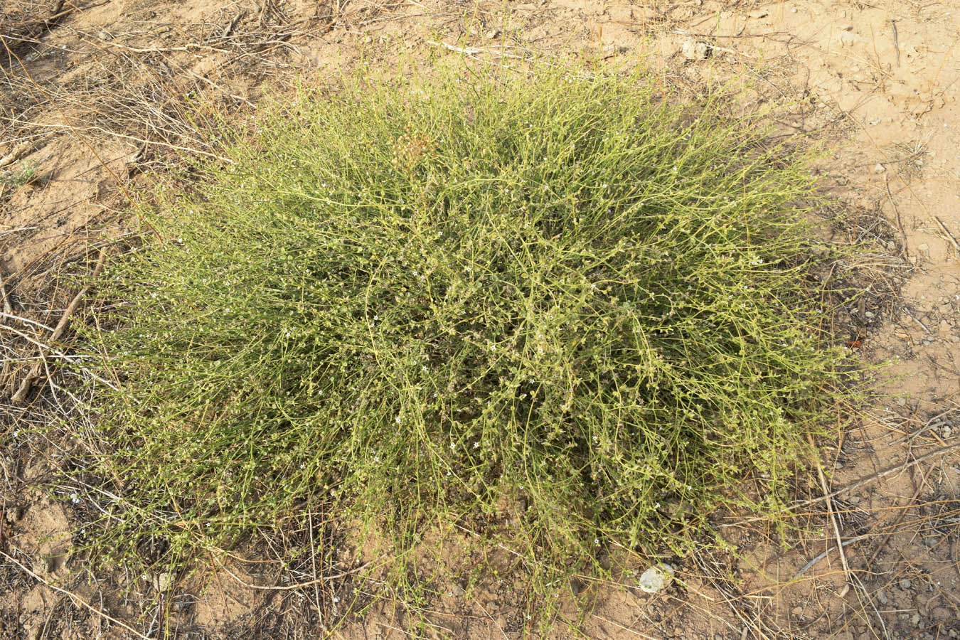 Image of Heliotropium dasycarpum specimen.