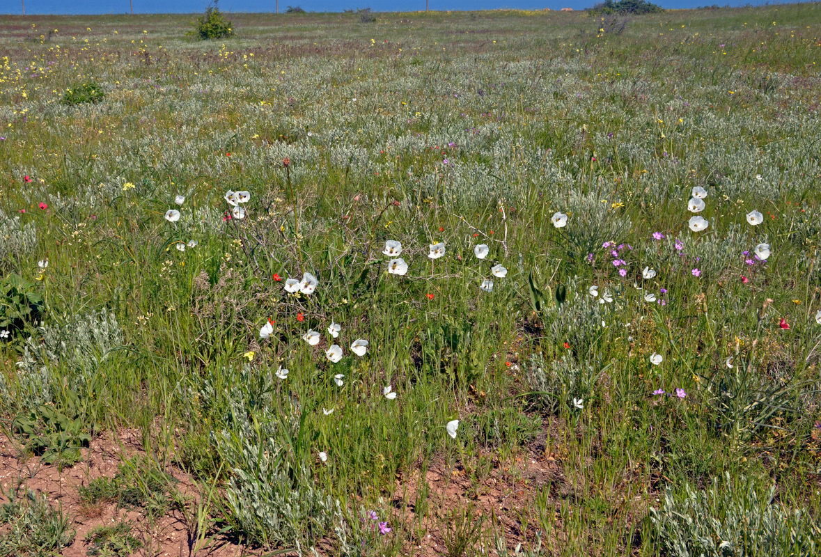 Image of Papaver albiflorum specimen.