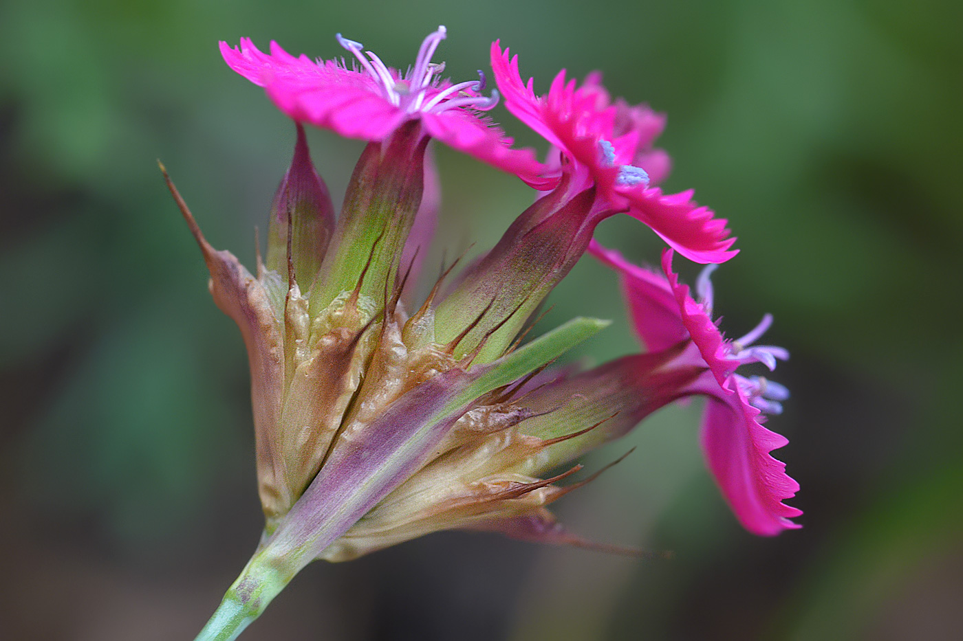 Изображение особи Dianthus ruprechtii.