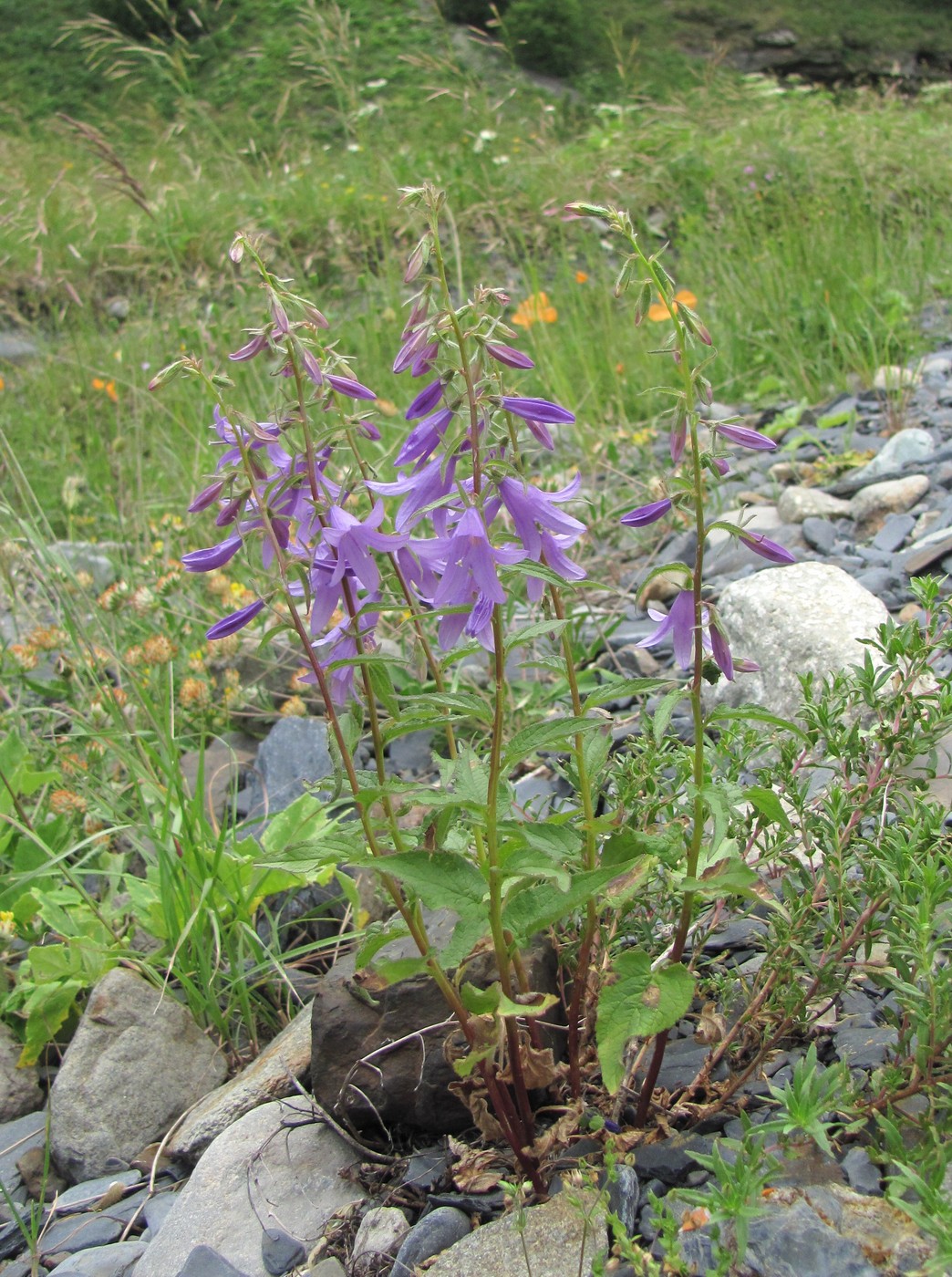 Изображение особи род Campanula.