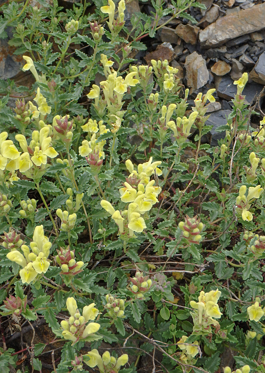 Image of Scutellaria oreophila specimen.