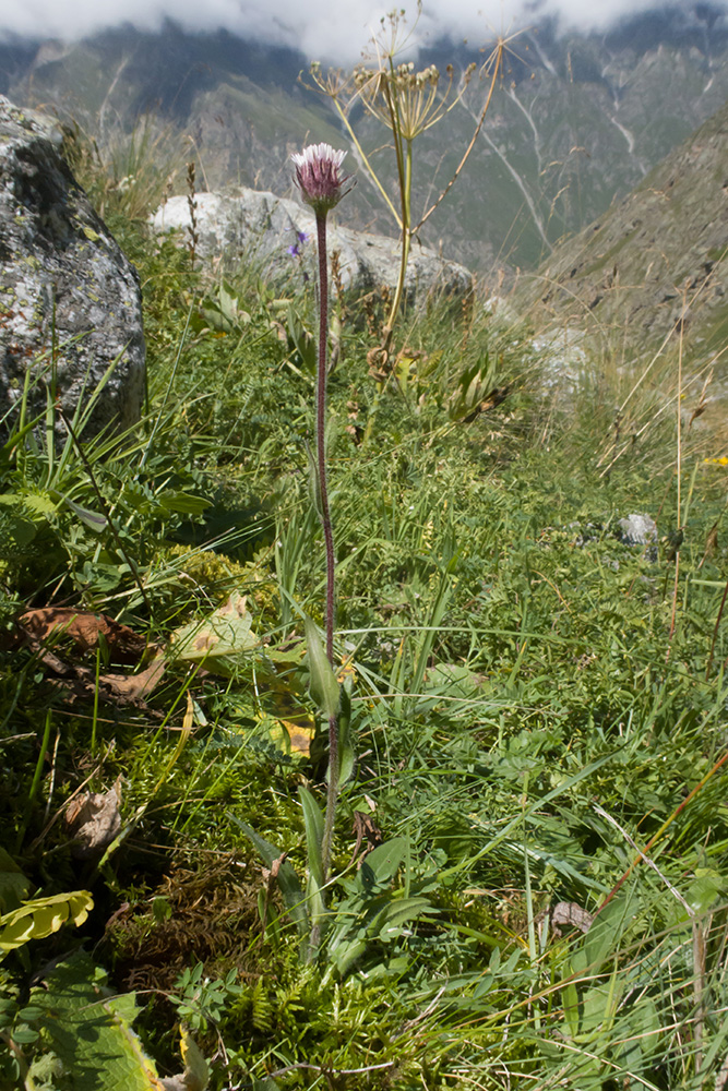 Image of Erigeron uniflorus specimen.