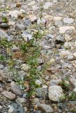 Silene foliosa. Цветущее растение. Приморский край, Лазовский р-н, Лазовский заповедник, окр. кордона Карпадь, берег реки Прямушки. 19.08.2009.