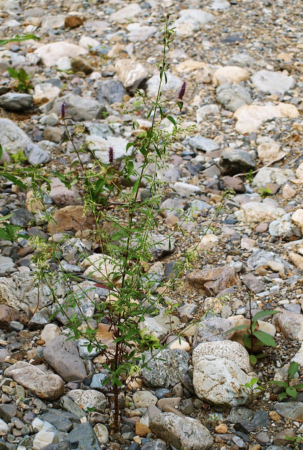 Image of Silene foliosa specimen.