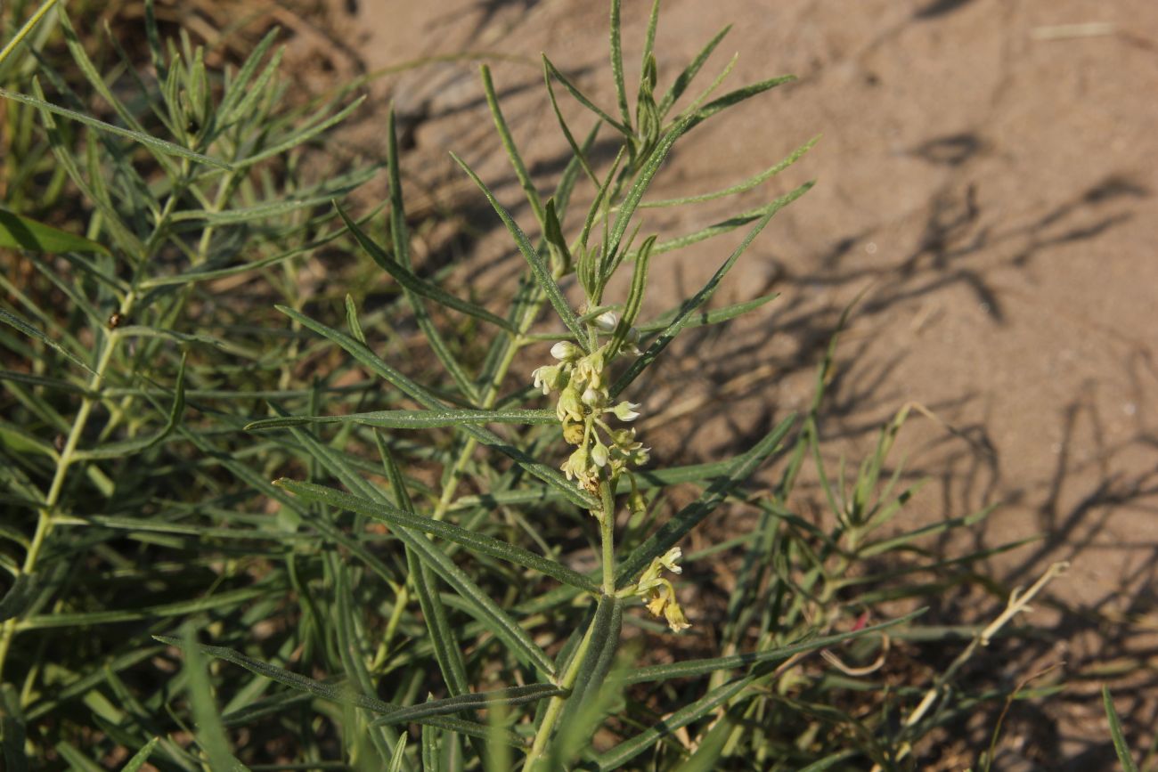 Изображение особи Vincetoxicum sibiricum.