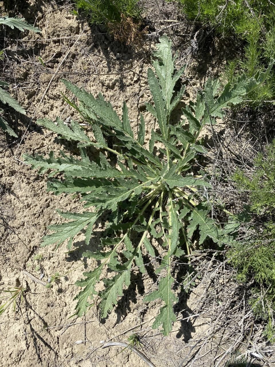 Image of Phlomoides kirghisorum specimen.
