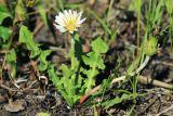 Taraxacum coreanum