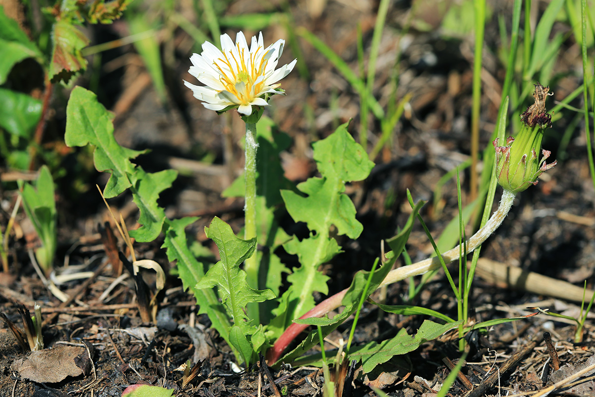 Image of Taraxacum coreanum specimen.