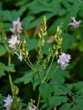 Corydalis multiflora. Верхушка побега с соцветиями и соплодиями. Хабаровский край, р-н им. Полины Осипенко, долина р. Гремячий Лог, хвойный лес. 19.07.2021.